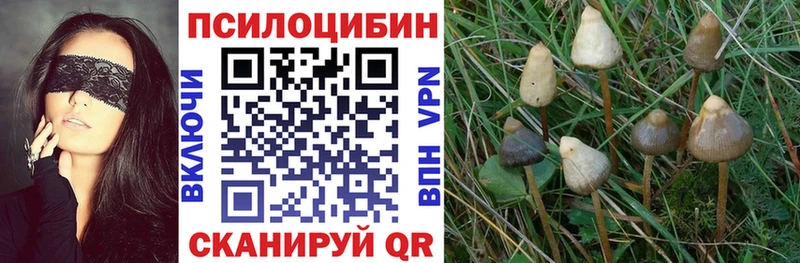 где купить наркотик  Великий Устюг  Галлюциногенные грибы Psilocybine cubensis 